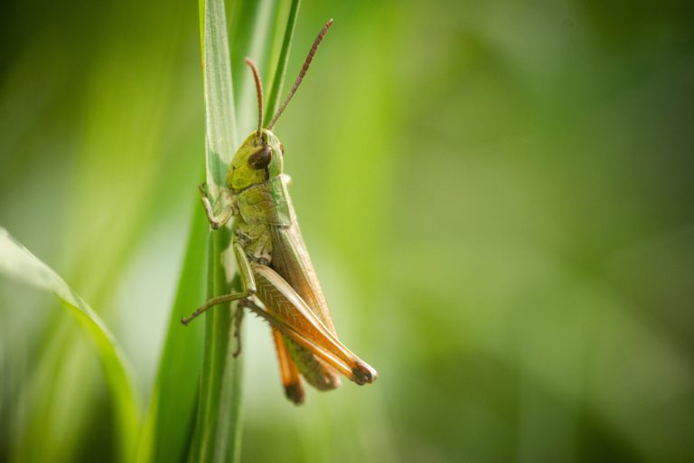 A common green grasshopper (Omocestus viridulus) climbs up the grass alongside a footpath near to the West Somerset town of Watchet